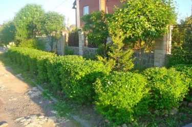 Живая изгородь на даче – своими руками: подбор растений, посадка и уход. Быстрорастущие, многолетние и вечнозеленые — какие лучше выбрать? (105+ Фото)