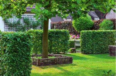 Живая изгородь на даче – своими руками: подбор растений, посадка и уход. Быстрорастущие, многолетние и вечнозеленые — какие лучше выбрать? (105+ Фото)