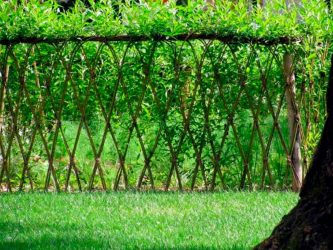 Живая изгородь на даче – своими руками: подбор растений, посадка и уход. Быстрорастущие, многолетние и вечнозеленые — какие лучше выбрать? (105+ Фото)