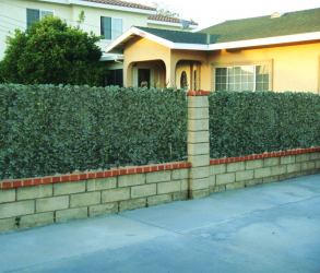 Живая изгородь на даче – своими руками: подбор растений, посадка и уход. Быстрорастущие, многолетние и вечнозеленые — какие лучше выбрать? (105+ Фото)