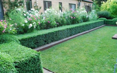 Живая изгородь на даче – своими руками: подбор растений, посадка и уход. Быстрорастущие, многолетние и вечнозеленые — какие лучше выбрать? (105+ Фото)