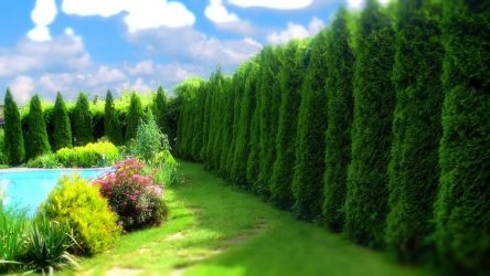 Живая изгородь на даче – своими руками: подбор растений, посадка и уход. Быстрорастущие, многолетние и вечнозеленые — какие лучше выбрать? (105+ Фото)