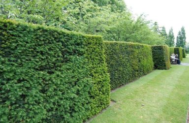 Живая изгородь на даче – своими руками: подбор растений, посадка и уход. Быстрорастущие, многолетние и вечнозеленые — какие лучше выбрать? (105+ Фото)