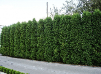 Живая изгородь на даче – своими руками: подбор растений, посадка и уход. Быстрорастущие, многолетние и вечнозеленые — какие лучше выбрать? (105+ Фото)