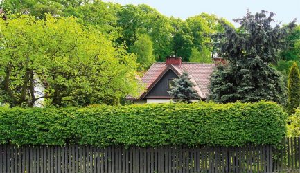 Живая изгородь на даче – своими руками: подбор растений, посадка и уход. Быстрорастущие, многолетние и вечнозеленые — какие лучше выбрать? (105+ Фото)