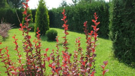 Живая изгородь на даче – своими руками: подбор растений, посадка и уход. Быстрорастущие, многолетние и вечнозеленые — какие лучше выбрать? (105+ Фото)