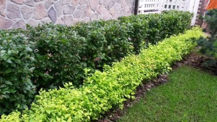 Живая изгородь на даче – своими руками: подбор растений, посадка и уход. Быстрорастущие, многолетние и вечнозеленые — какие лучше выбрать? (105+ Фото)