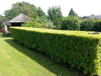 Живая изгородь на даче – своими руками: подбор растений, посадка и уход. Быстрорастущие, многолетние и вечнозеленые — какие лучше выбрать? (105+ Фото)