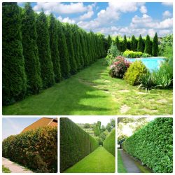 Живая изгородь на даче – своими руками: подбор растений, посадка и уход. Быстрорастущие, многолетние и вечнозеленые — какие лучше выбрать? (105+ Фото)