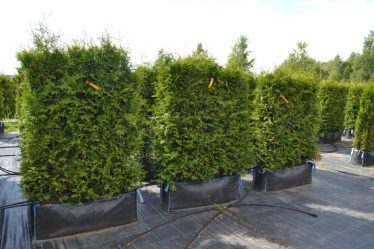 Живая изгородь на даче – своими руками: подбор растений, посадка и уход. Быстрорастущие, многолетние и вечнозеленые — какие лучше выбрать? (105+ Фото)