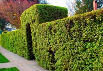 Живая изгородь на даче – своими руками: подбор растений, посадка и уход. Быстрорастущие, многолетние и вечнозеленые — какие лучше выбрать? (105+ Фото)