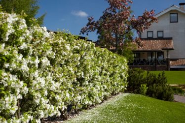Живая изгородь на даче – своими руками: подбор растений, посадка и уход. Быстрорастущие, многолетние и вечнозеленые — какие лучше выбрать? (105+ Фото)