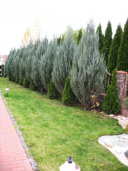 Живая изгородь на даче – своими руками: подбор растений, посадка и уход. Быстрорастущие, многолетние и вечнозеленые — какие лучше выбрать? (105+ Фото)