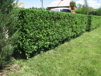 Живая изгородь на даче – своими руками: подбор растений, посадка и уход. Быстрорастущие, многолетние и вечнозеленые — какие лучше выбрать? (105+ Фото)