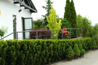 Живая изгородь на даче – своими руками: подбор растений, посадка и уход. Быстрорастущие, многолетние и вечнозеленые — какие лучше выбрать? (105+ Фото)