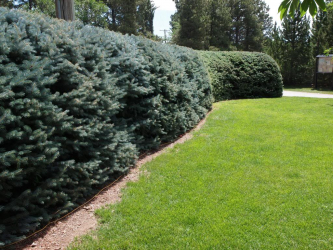 Живая изгородь на даче – своими руками: подбор растений, посадка и уход. Быстрорастущие, многолетние и вечнозеленые — какие лучше выбрать? (105+ Фото)