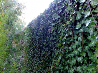 Живая изгородь на даче – своими руками: подбор растений, посадка и уход. Быстрорастущие, многолетние и вечнозеленые — какие лучше выбрать? (105+ Фото)