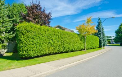 Живая изгородь на даче – своими руками: подбор растений, посадка и уход. Быстрорастущие, многолетние и вечнозеленые — какие лучше выбрать? (105+ Фото)