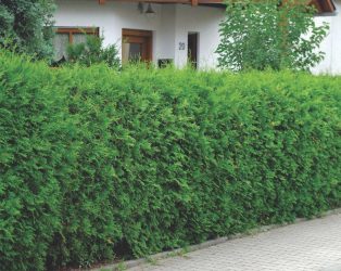 Живая изгородь на даче – своими руками: подбор растений, посадка и уход. Быстрорастущие, многолетние и вечнозеленые — какие лучше выбрать? (105+ Фото)